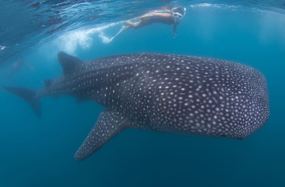 WHALESHARK INTERACTION in Donsol (on group boat basis)