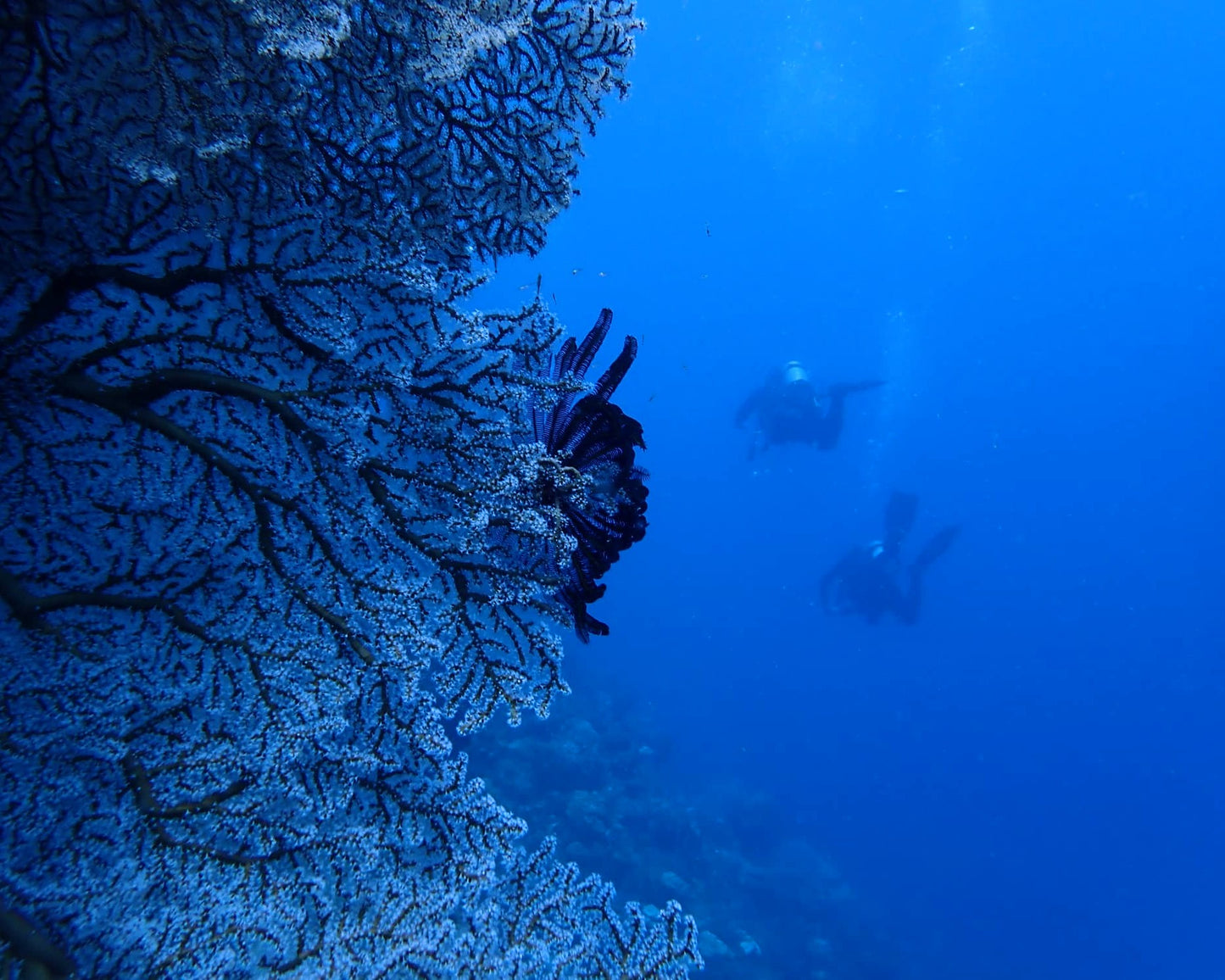 Advanced Open Water Diver Course